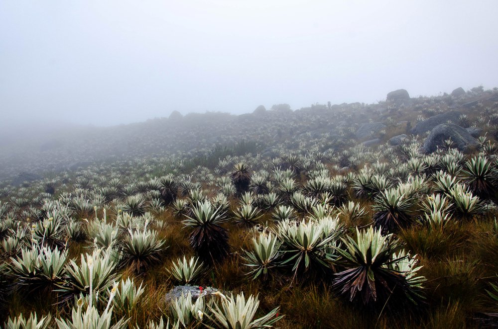 Photograph by Santiago Moreno