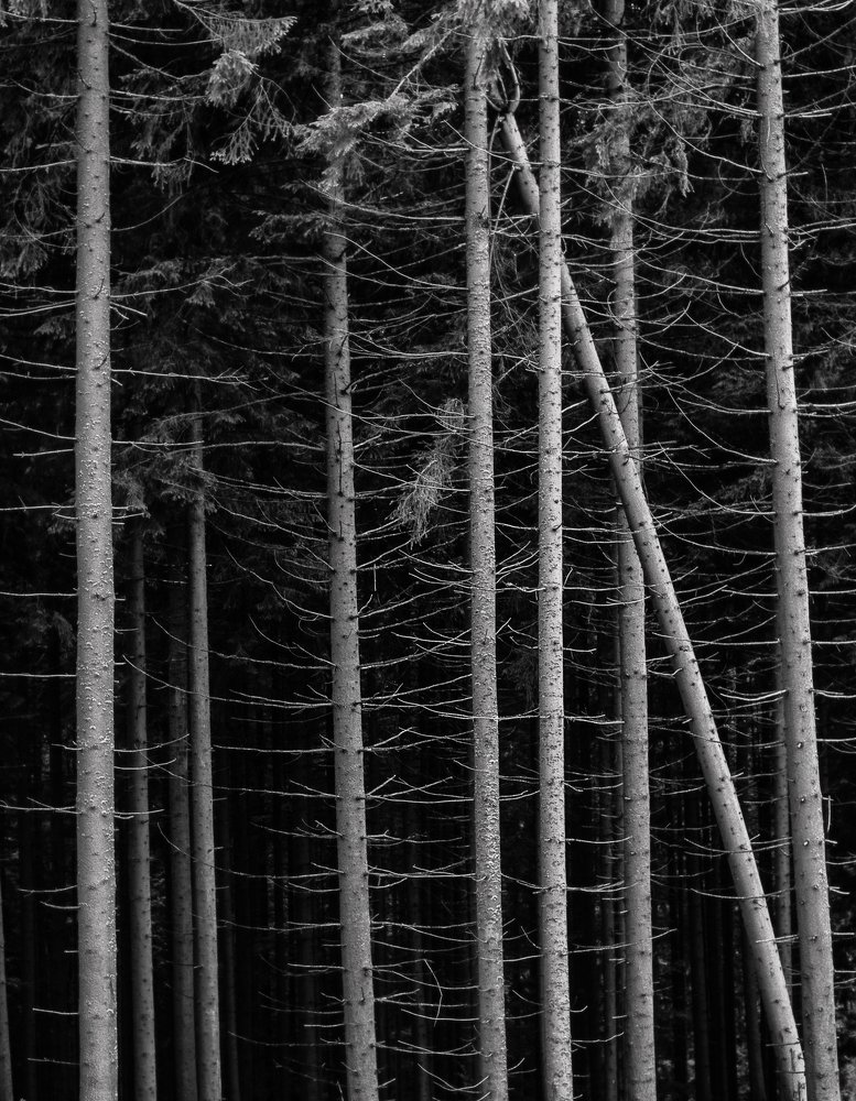 Photograph by Анна-Романа
