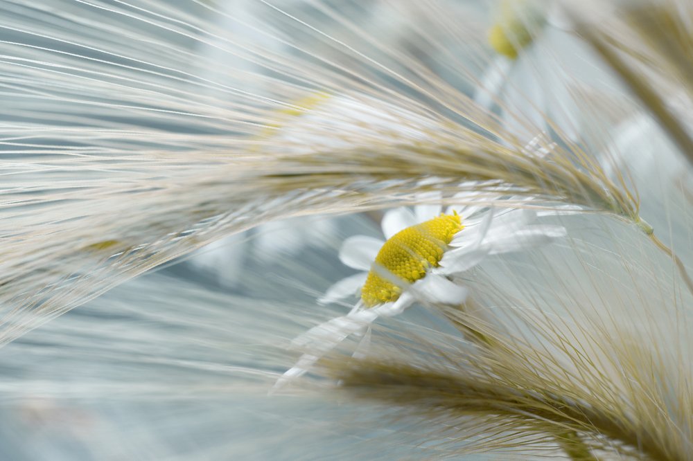 Photograph by Анна Майорова