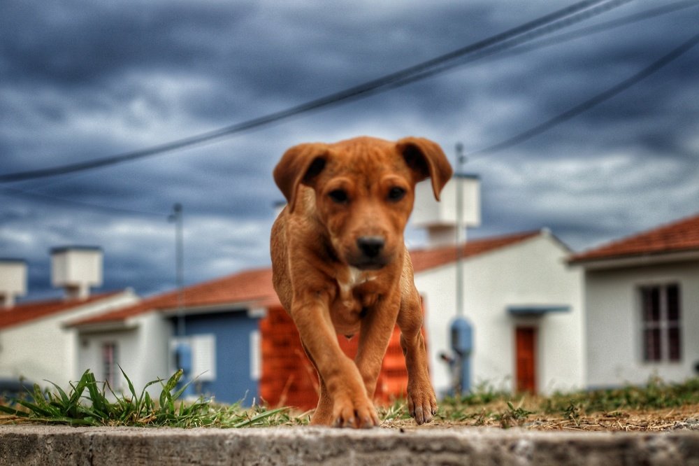 Photograph by Pablo Ezequiel Desima Teseira