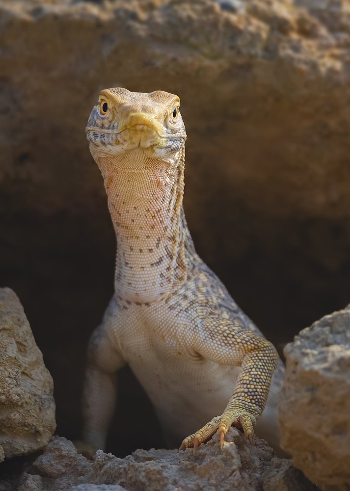 Фотография автора RanoosH ALi