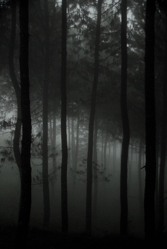 Foggy forest