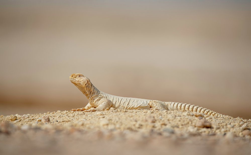 Фотография автора RanoosH ALi