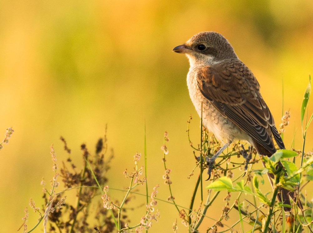 Жулан обыкновенный