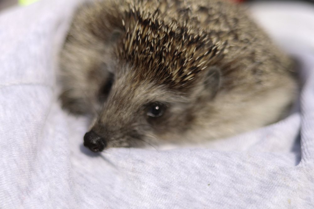 милый ёжик