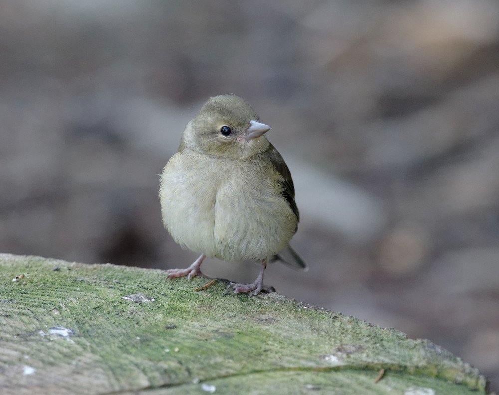 Photograph by Алексей Долженко