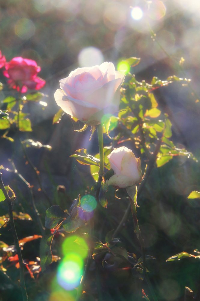 Photograph by Đỗ Đức