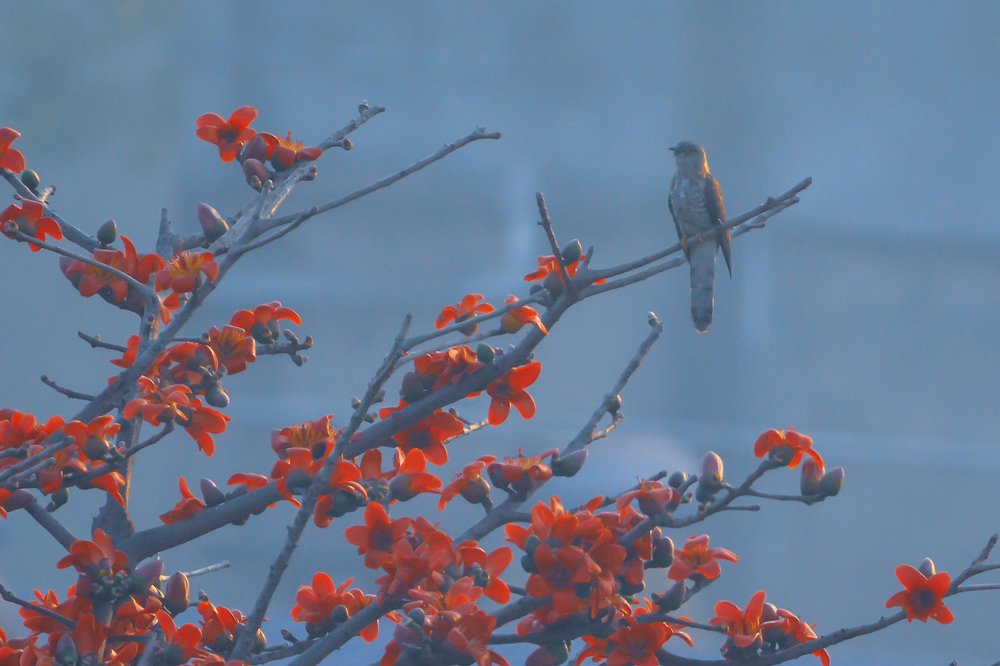 Shikra Juvenile