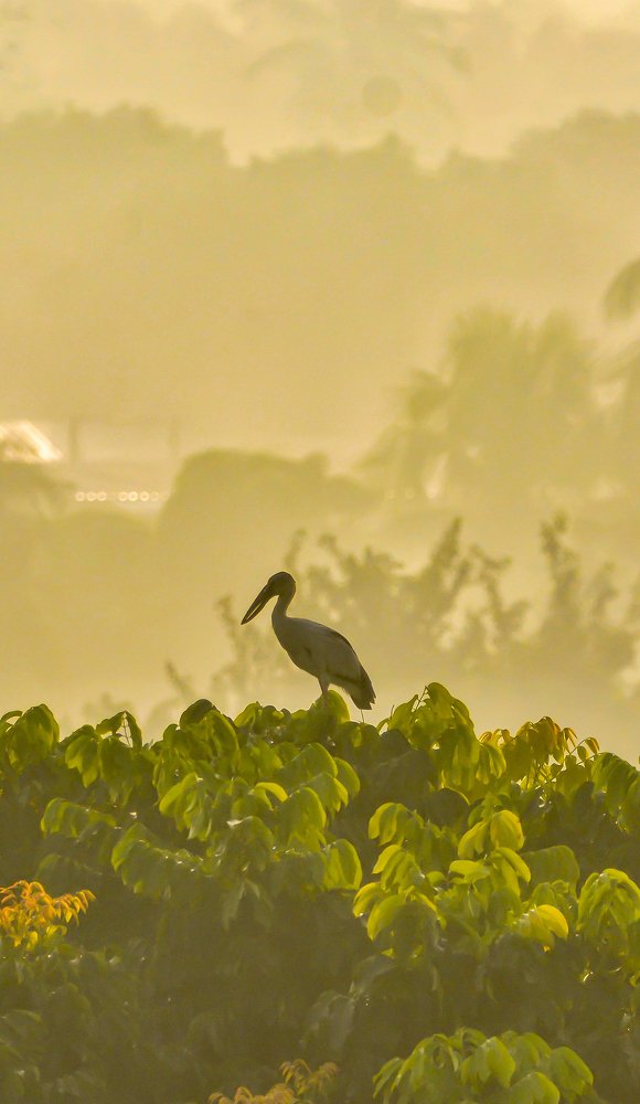 Openbilled stork