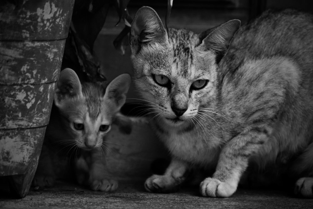 Photograph by jayanth