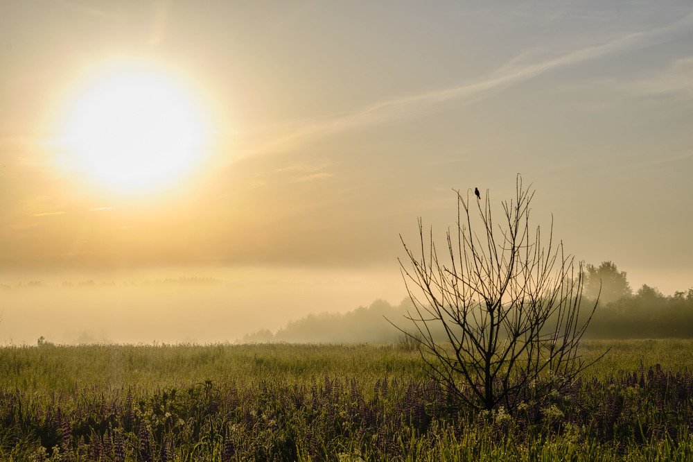 Photograph by Григорий Ефимов