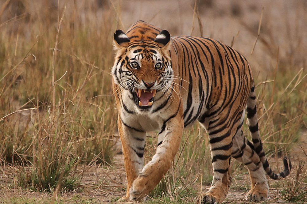 Photograph by SACHIN MATKAR