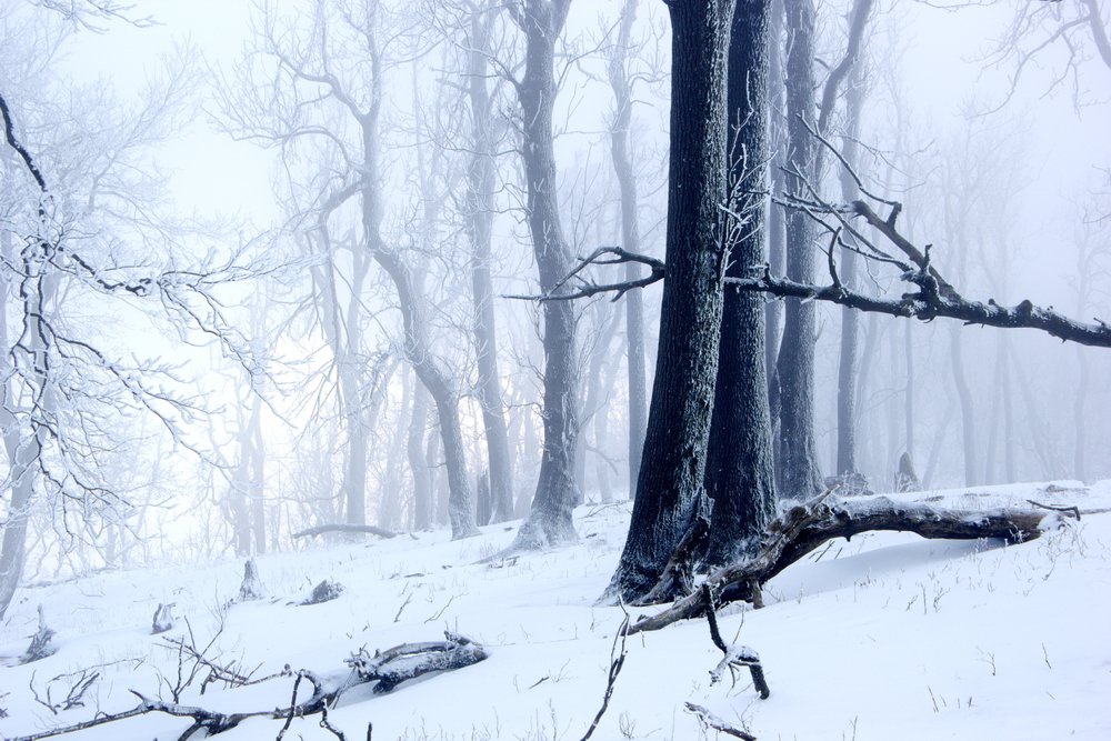 Winter forest