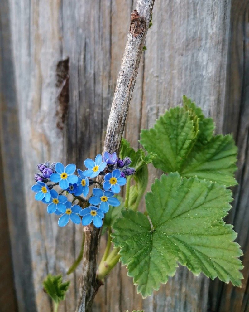 Photograph by Оля Герасимова