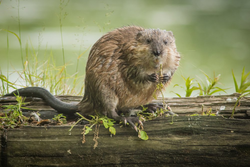 Ужин на бревне