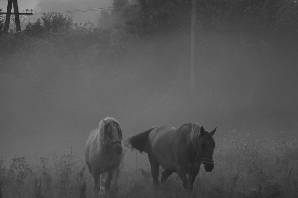 Photograph by Андрей Синявский