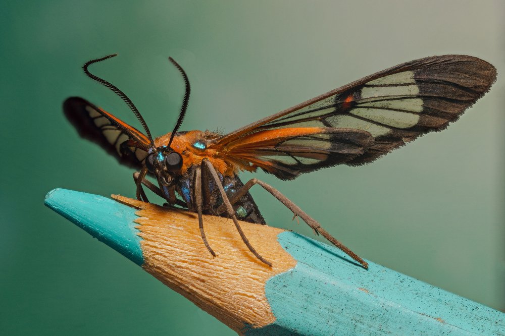 Cosmosoma Teuthras in a colored pencil