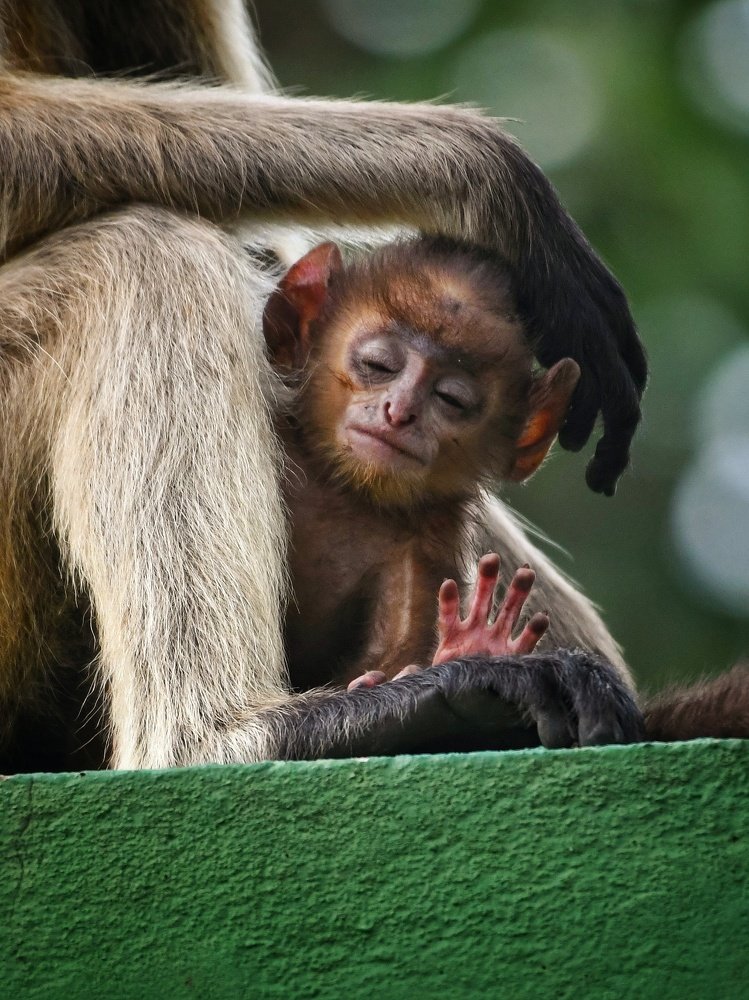 Photograph by SOUMYA KANTA GHOSH