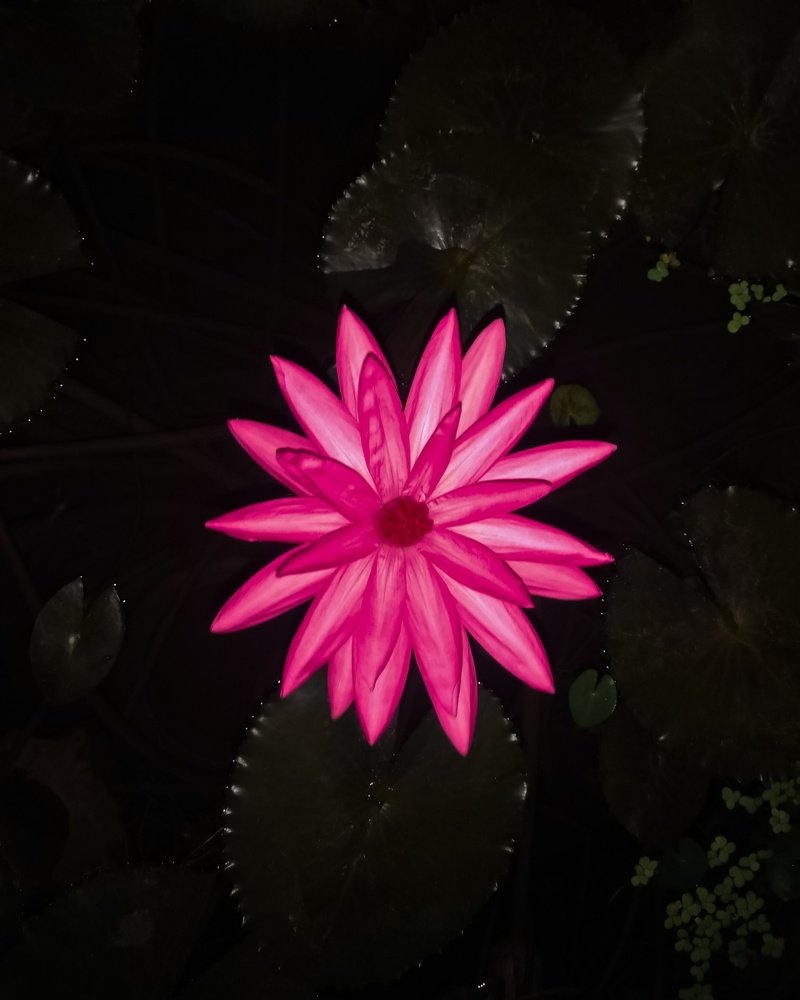 Water Lily at Night