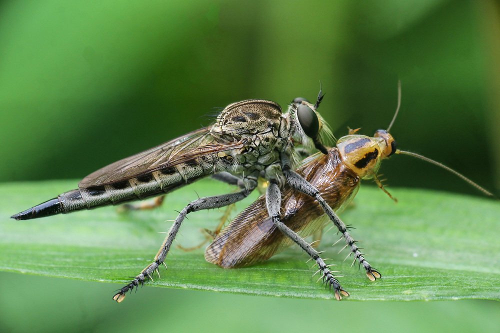 Photograph by Partha Chakraborty