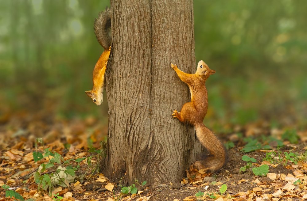 Фотография автора Руслан Комаров