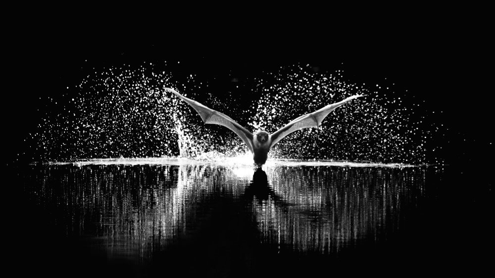 Photograph by Mir Ovi