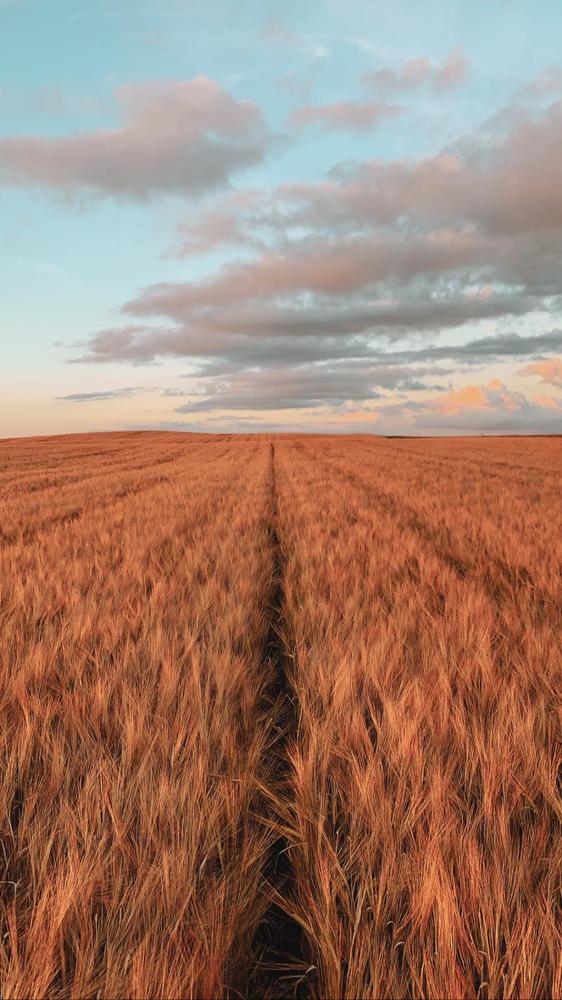 Поле...эстонское поле...