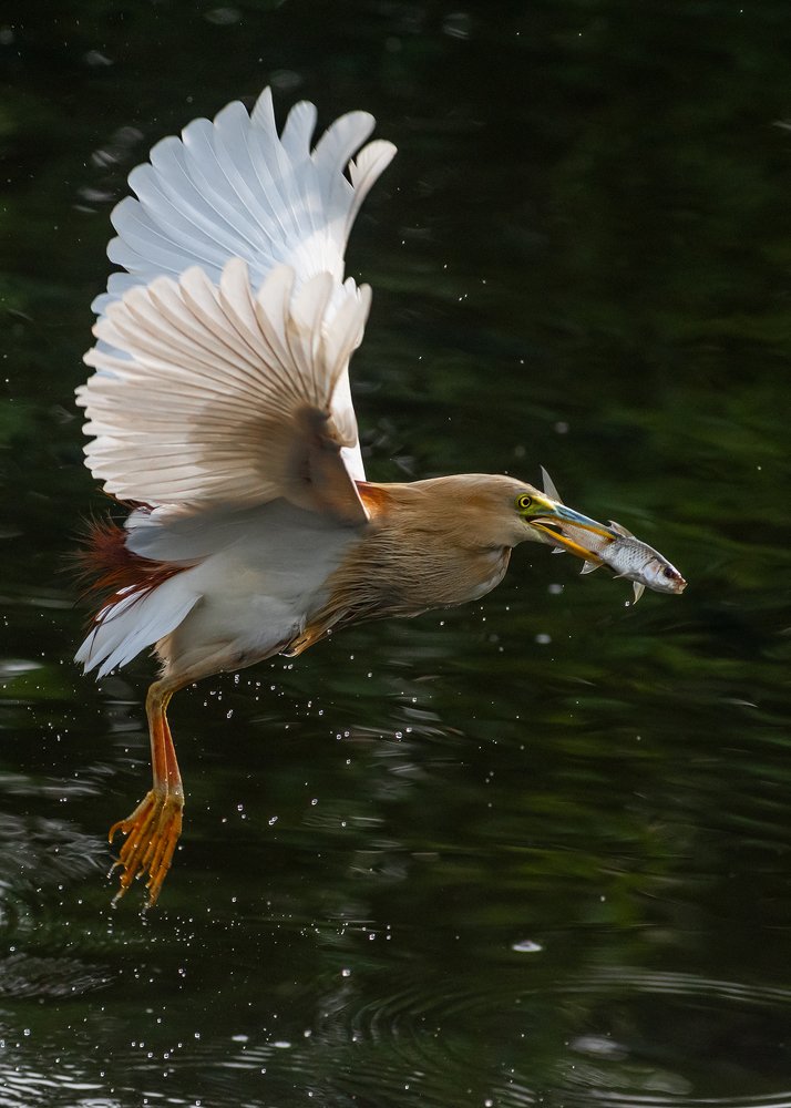 Pond Heron In Flight with a catch