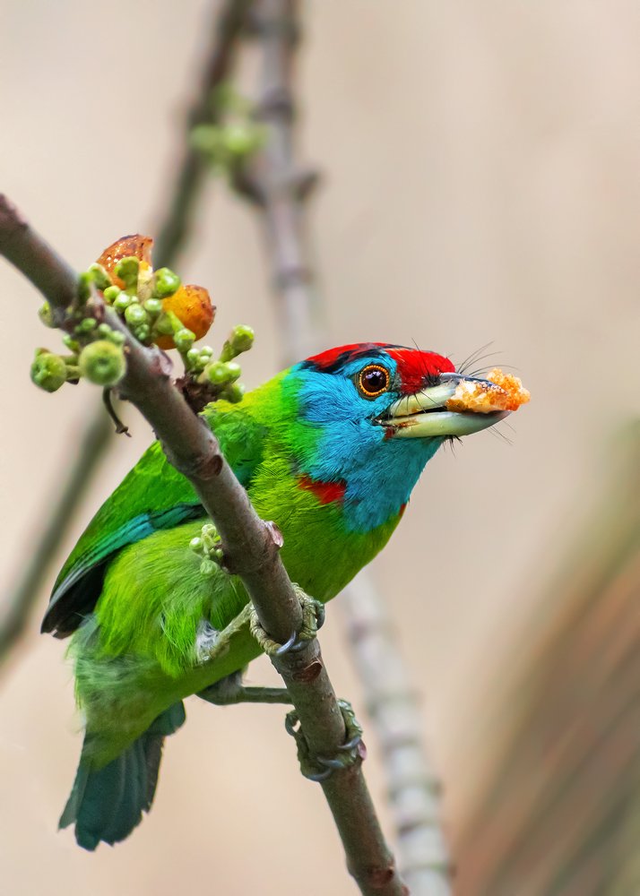Blue Throated Green Barbet