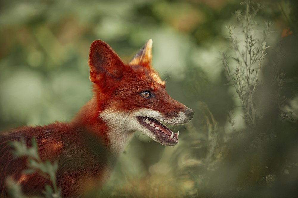 Photograph by Ксения Лысенкова