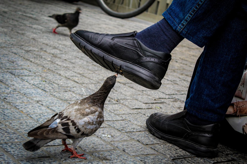 The Shoe Cleaner