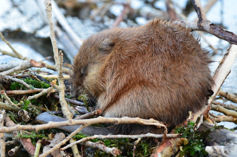 Спящая ондатра.