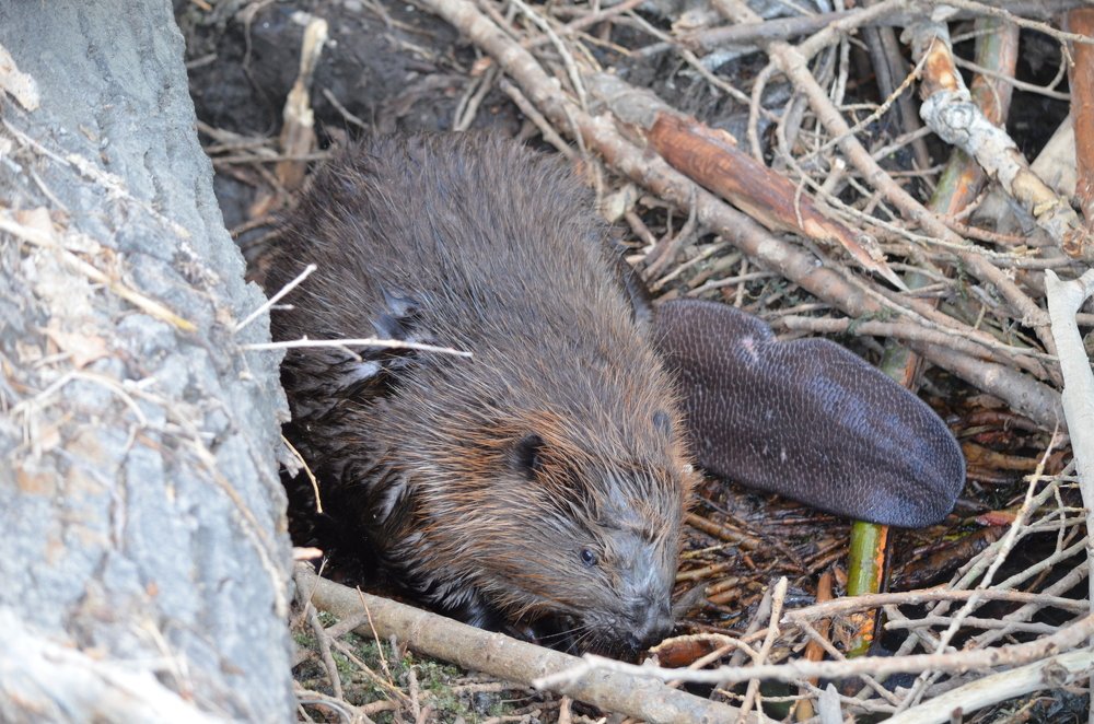 Photograph by Anna Kichapina