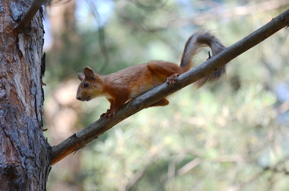 Photograph by Anna Kichapina