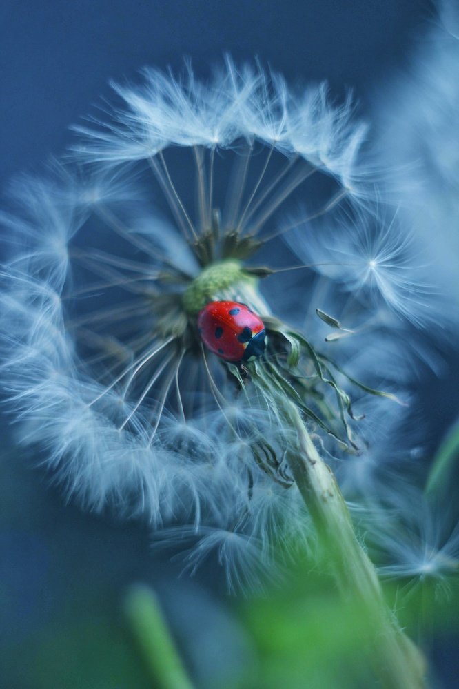 Photograph by Евгения Уманец