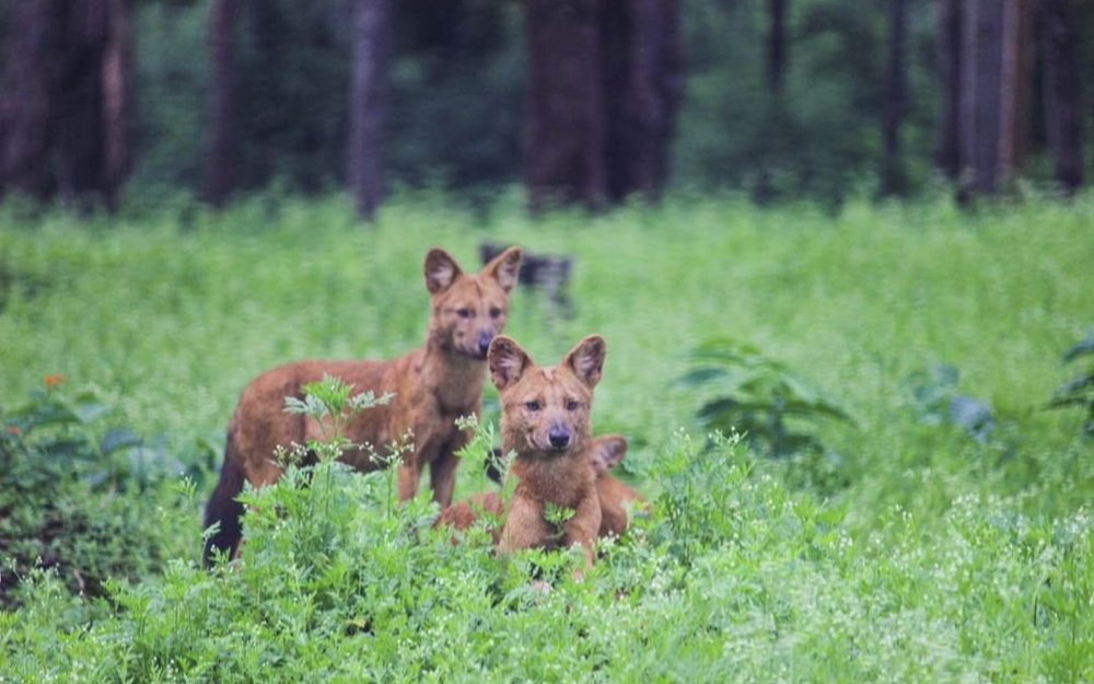 Фотография автора Siddharth Mohan