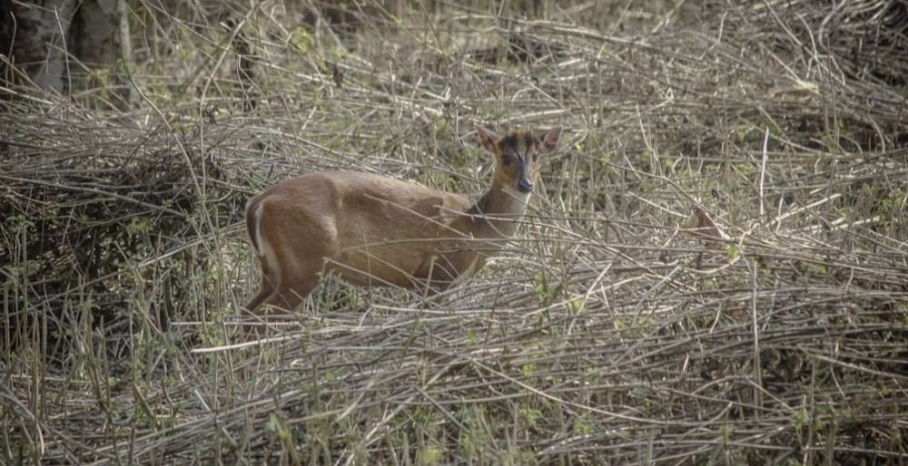 Фотография автора Siddharth Mohan