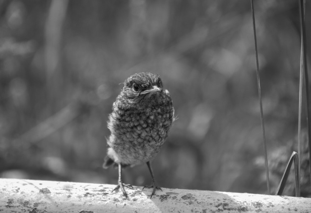 Стоик (дрозд-рябинник)