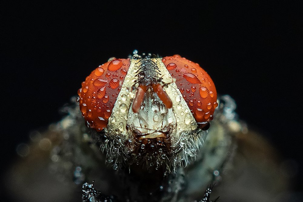 Head shot of a Common Housefly