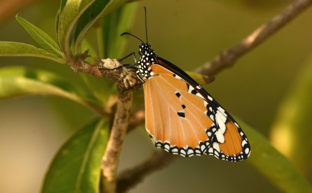 Plain Tiger Butterfly