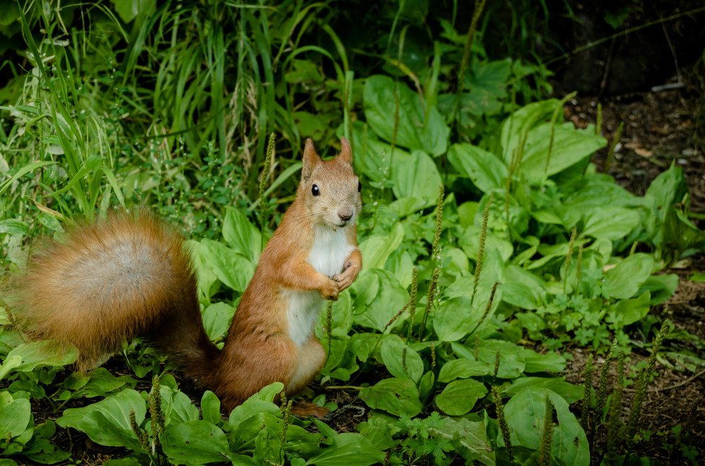 Белочка-красавица!