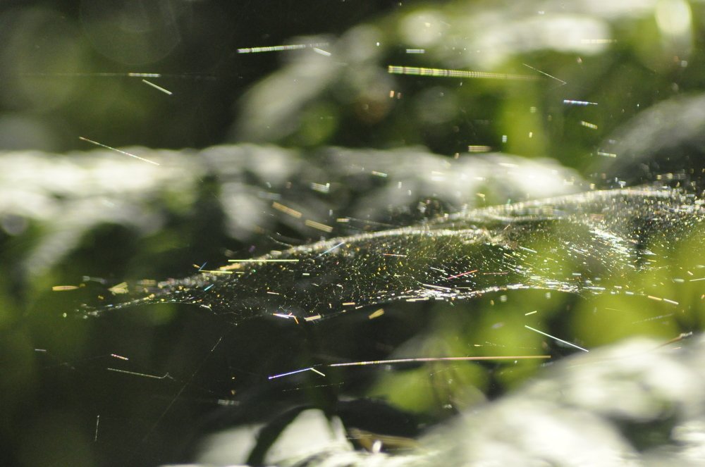 Утро в лесу