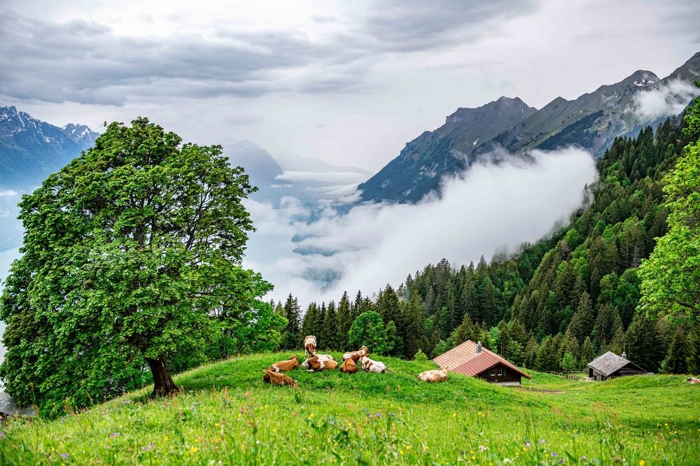 Фотография автора rohan sule