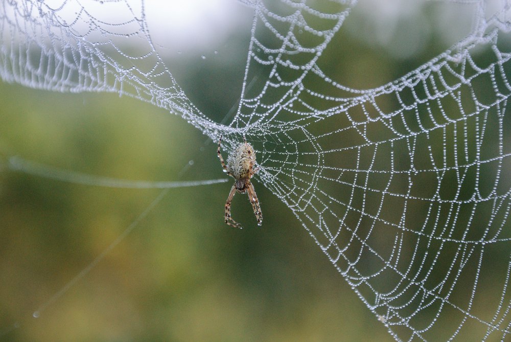 Photograph by Юлия Коротких