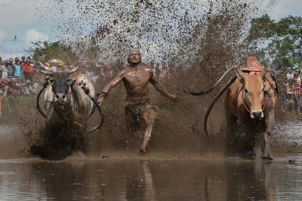 Pacu Jawi (Cow Race)