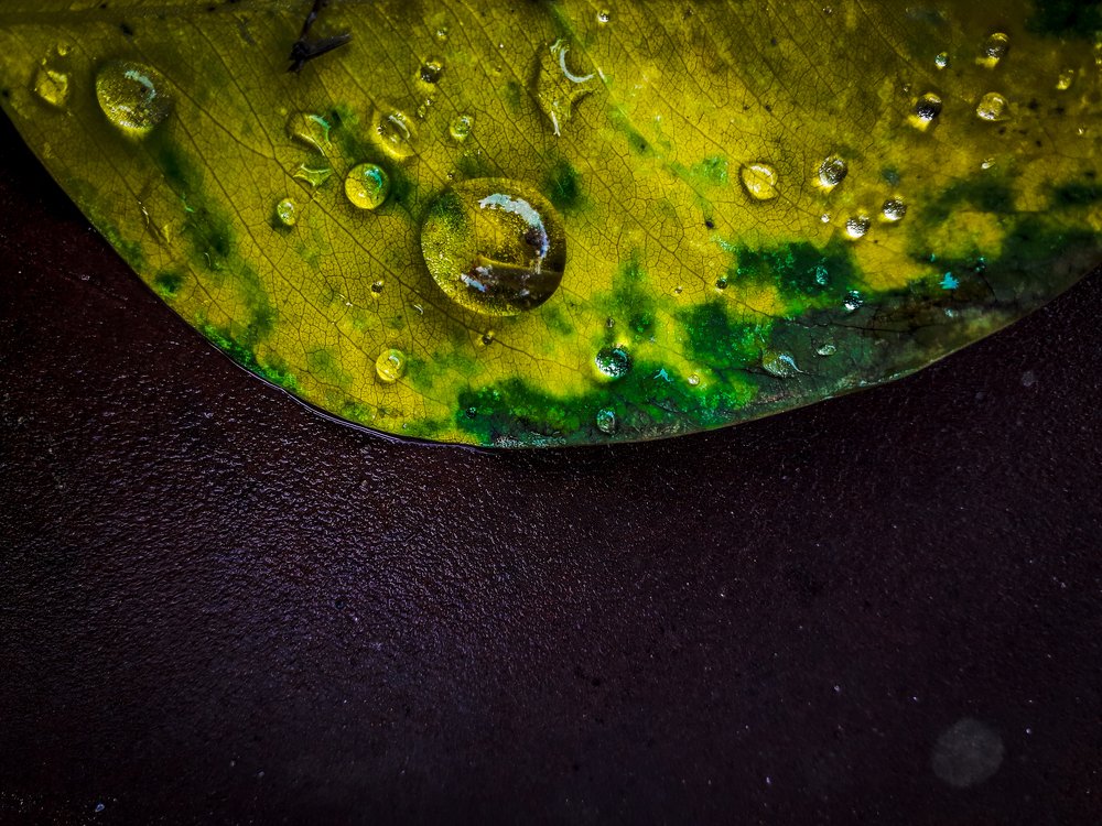 There is an eternal love between the water drop and the leaf
