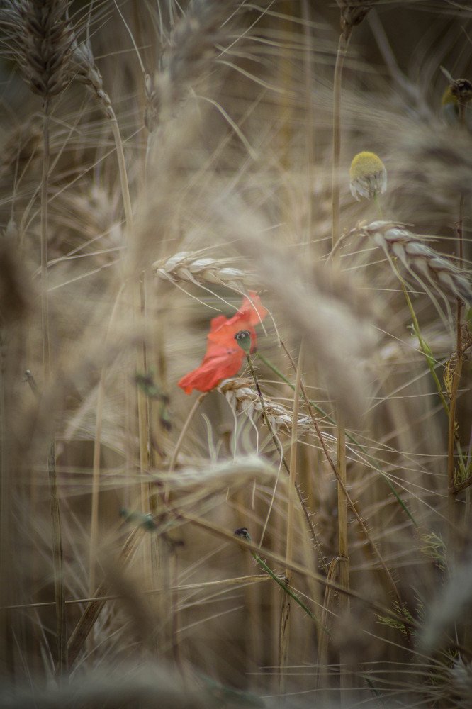 Photograph by Сергей Нагель-Синегубов