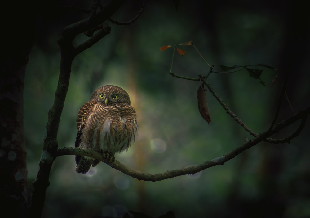 Photograph by PRIYABRATA DEBNATH