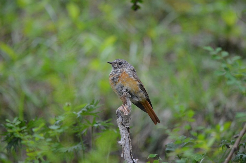 Задумчивая горихвостка.