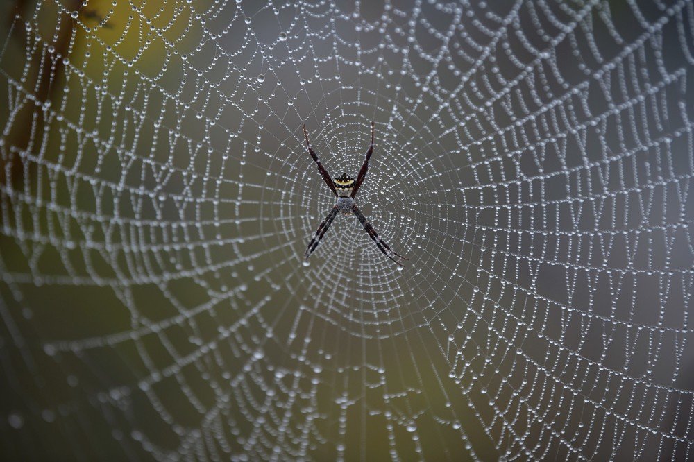 Spider and web